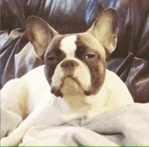 Meet your Posher, Robert